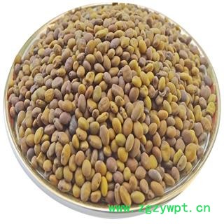苦豆子 苦马豆 苦豆籽 羊尿泡 马皮泡图4