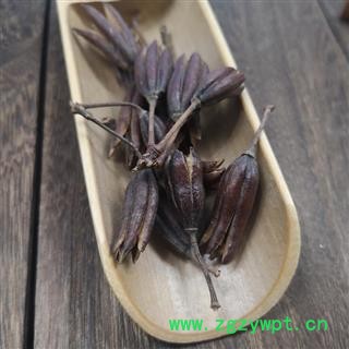 八厘麻中药材八厘麻 六轴子 优质 土连翘 花果实图3