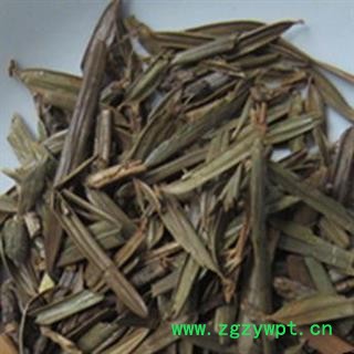 圣草康园三尖杉 三尖杉叶 尖松 岩杉 榧子 血榧 石榧 水柏子 藏杉 桃松图2