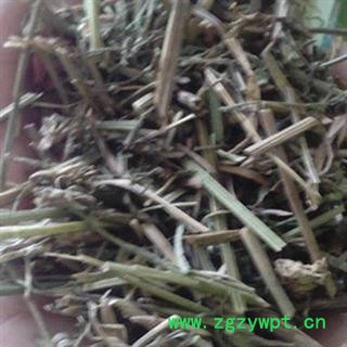 圣草康园咽喉草 角茴香 野茴香 黄花草图2