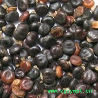 水红花子 水红花子净货 质量好 价格低 产地 山东省图2