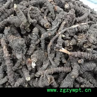 羌活个纯野生 中药材批发 羌活个子精品选货实图拍照7天无理由退货退款 安品堂图2