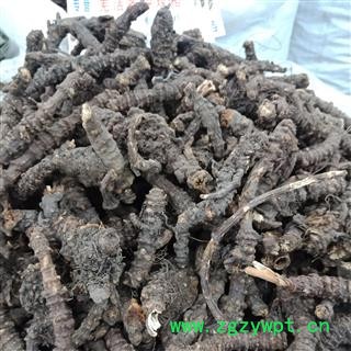 羌活个纯野生 中药材批发 羌活个子精品选货实图拍照7天无理由退货退款 安品堂图3