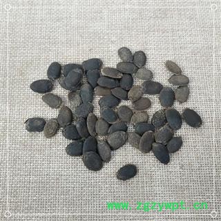 中药材丝瓜子  丝瓜籽 黑丝瓜子 生丝瓜子图2