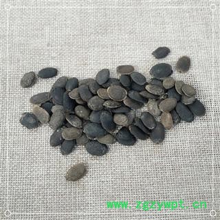 中药材丝瓜子  丝瓜籽 黑丝瓜子 生丝瓜子图3