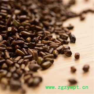 决明子茶泡茶炒决明子 草决明子图3