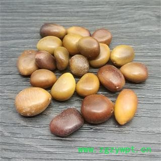 皂角子  皂角籽 皂荚皂角种子大皂角子中药材皂角子图3