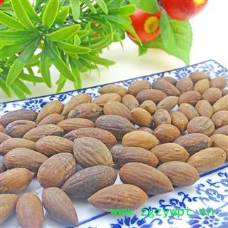 榧子 中药材 榧皇 香榧 玉山果 赤果玉榧 木榧子 匪子图2