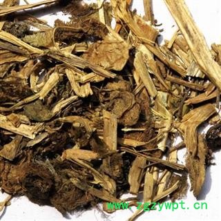 圣草康园 金灯草锦灯笼草 酸浆草 挂金灯草 酸浆实 金灯笼 天泡果 红姑娘图2