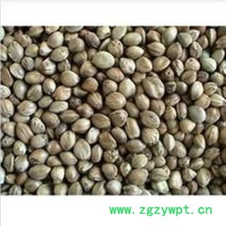 火麻仁统货无杂质干净图2