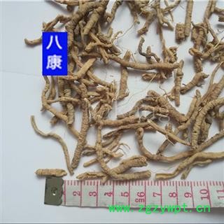 远志 03统抽芯远志肉图2