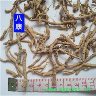 远志 03统抽芯远志肉图3