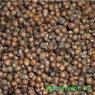 吉康药业中药材牡荆子 小荆实 牡荆实 荆条果 黄荆子 统货图2