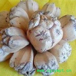 吉康药业滴血莲花原籽 滴血莲花菩提子山菠萝 野菠萝 露兜树图2