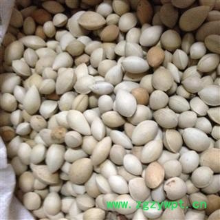 白果 白果统货 产地 江苏省图2