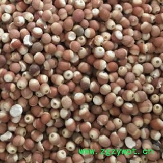 芡实 芡实 选装芡实个 颗粒饱满 有大货  产地 广东省图2