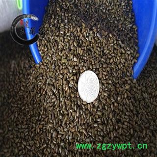 进口决明子选货  药典标准 地道 良药馆1000克直销图3