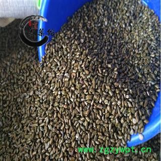 进口决明子选货  药典标准 地道 良药馆1000克直销图4