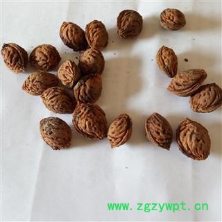 桃仁 野生山桃核 产地 河南省平顶山市汝州市图4