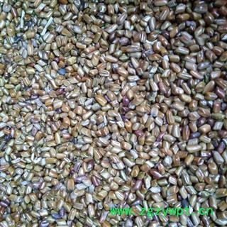 野生决明子 国产决明子选货 产地 河南省平顶山市汝州市图2