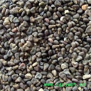 吉康药业苘麻子 冬葵子  今年新货无硫苘麻子 青麻 葵子量大从优图2