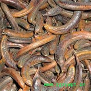 吉康药业小皂角 皂荚 猪牙皂 中药材统58；好统65产地贵州图2