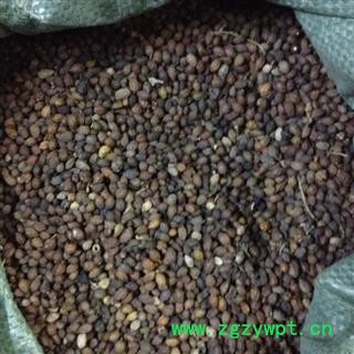 鸦胆子 鸦胆子选货 鸦胆子 鸦胆子选货 聚源药业 专注品质 产地 湖南省产地 广东省图2