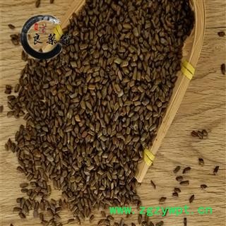 国产决明子统货  产地河南 药典标准 地道良药馆1000克直销图3