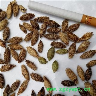 野生苍耳子 苍耳子后期黄褐色选货 产地 河南省平顶山市汝州市图3