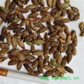 野生苍耳子 苍耳子后期黄褐色选货 产地 河南省平顶山市汝州市图2