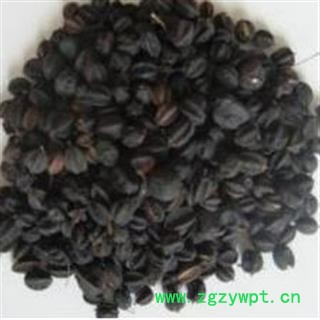 吉康药业刺五加子  刺老芽子 过风车图2