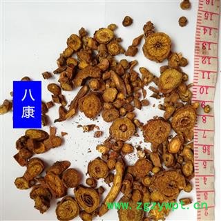 黄芩 多年生选04图2