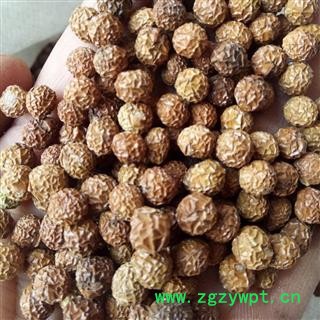 梧桐子 野生梧桐子精选梧桐籽 梧桐子 瓢儿果、桐麻豌 产地 河南省平顶山市汝州市图3