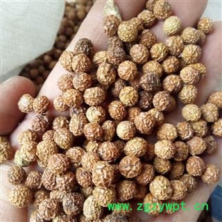 梧桐子 野生梧桐子精选梧桐籽 梧桐子 瓢儿果、桐麻豌 产地 河南省平顶山市汝州市图2