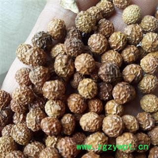 梧桐子 野生梧桐子精选梧桐籽 梧桐子 瓢儿果、桐麻豌 产地 河南省平顶山市汝州市图4