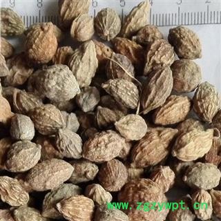 吉康药业调料 益智仁 益智子图2