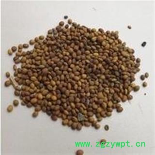 苦参种子 发芽率80%图2