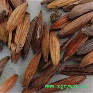 新辉药业中药材喜树果 千丈树 水栗子 天梓树图2