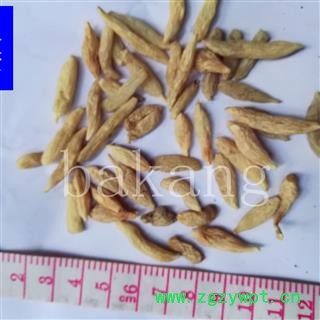 川麦冬 川01统 产地 四川省绵阳市三台县图2