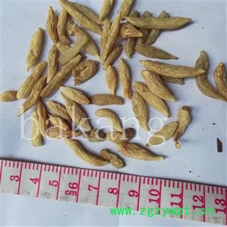 川麦冬 川01统 产地 四川省绵阳市三台县图3