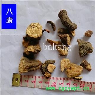 何首乌 生01统 市图2