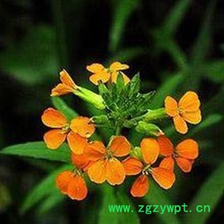 吉康药业正品糖芥 冈托巴图2