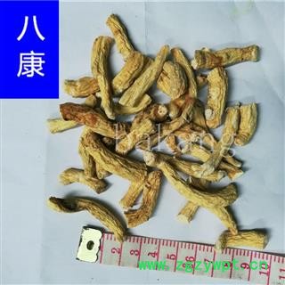 人参 段节 产地 吉林省图2