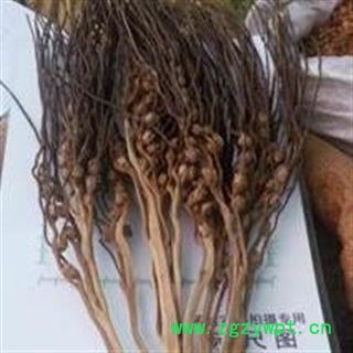 吉康药业槟榔花槟榔花干品 槟榔米新货图2