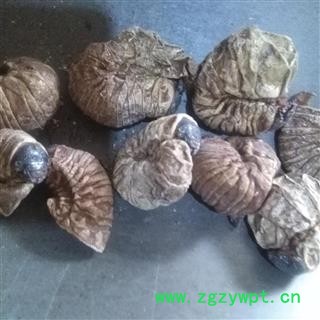 吉康药业芝麻 芝麻虫 豆虫图2