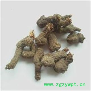 中药材  天葵子 千年老鼠屎 紫背天葵子 地丁子 无硫新货图3