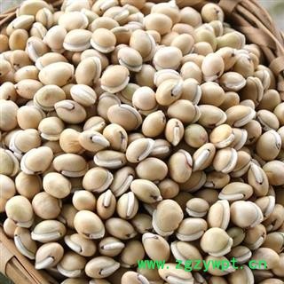 中药材 白扁豆 柳叶眉 黑眉白扁豆 性状符合药典今年新货量大从优重在品质吉康药业图2