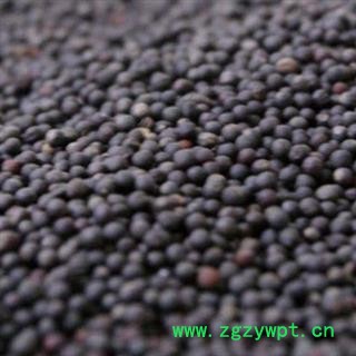 吉康药业 云台子 芸台子 油菜籽图2