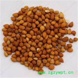 郁李仁 统 产地 内蒙古自治区包头市市辖区图3