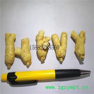 【满298元包邮】西洋参粒头2-10g 产地 吉林省白山市市辖区图2